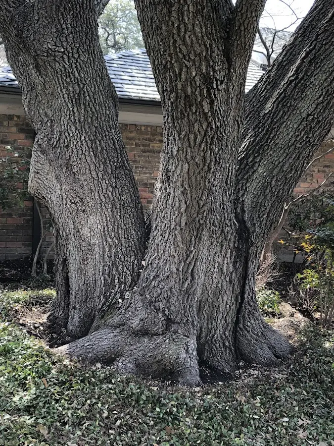 Mature heritage tree close to a Ronkonkoma property cared for by certified arborists